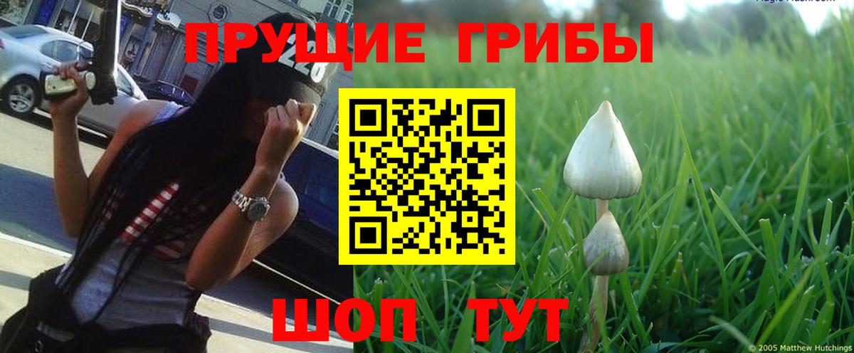 магазин    Дубна  Галлюциногенные грибы GOLDEN TEACHER 